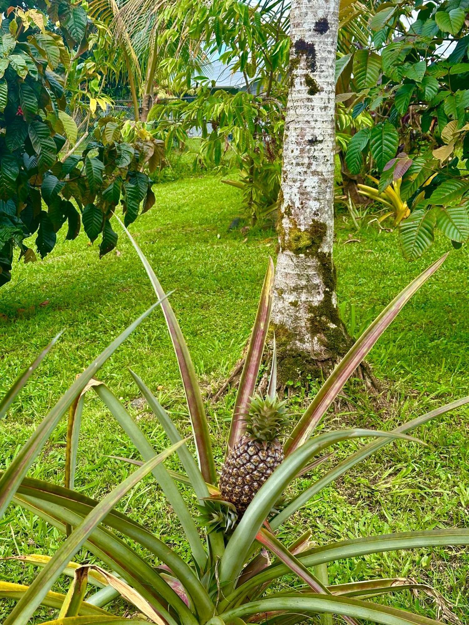 Ferienwohnung Big Island Getaway Pahoa Exterior foto